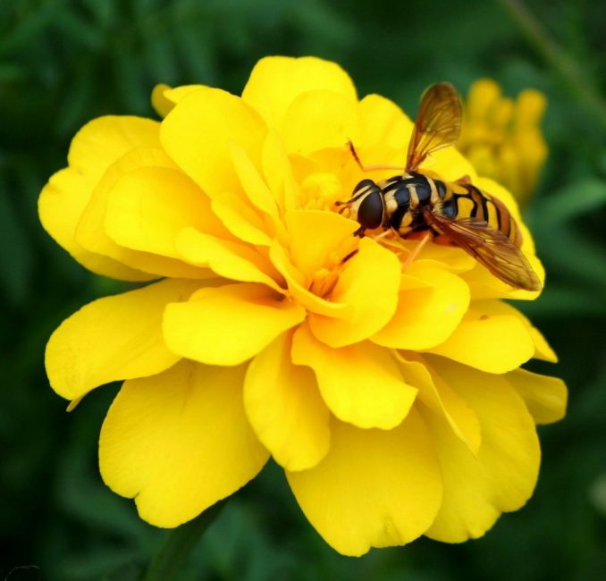 Pollination of marigolds