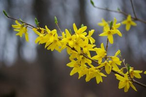 Forsythia: description, planting in the open field, leaving from the Moscow region to Siberia - a mini-encyclopedia (80+ Photos & Videos) + Reviews