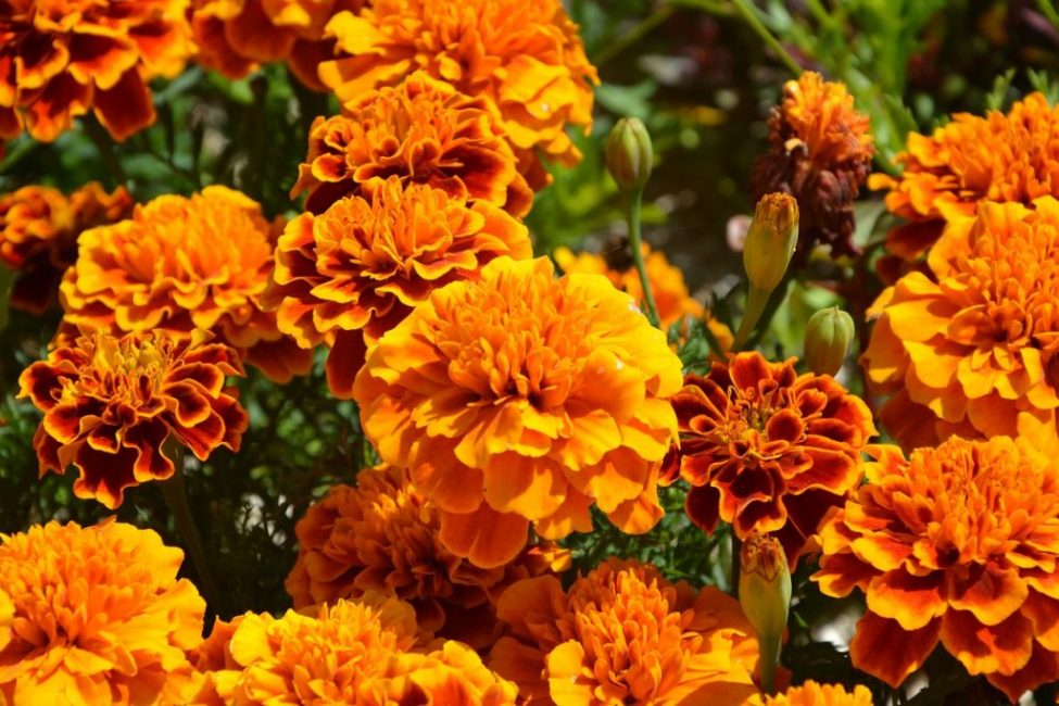 growing marigolds from seed