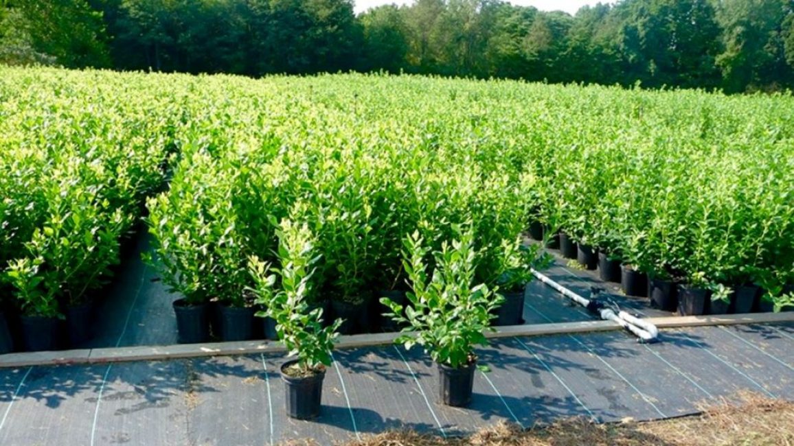 plantation de bleuets