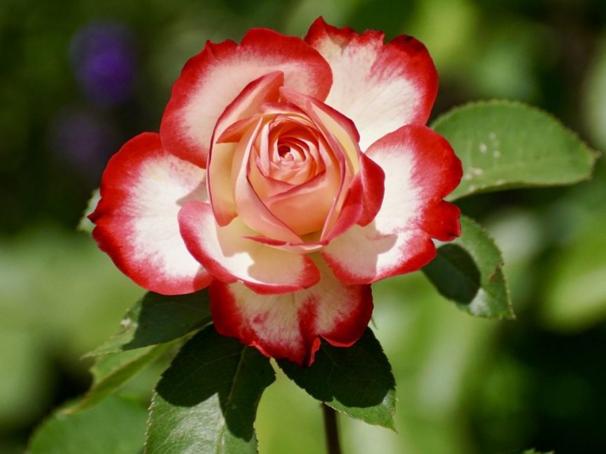 روز floribunda