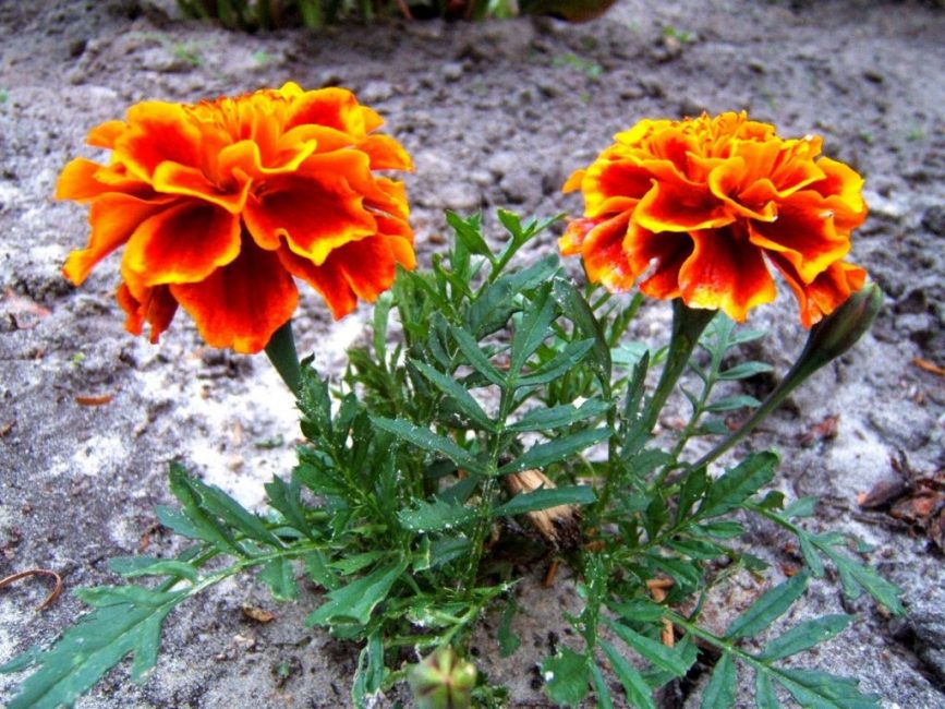 Dwarf Tagetes