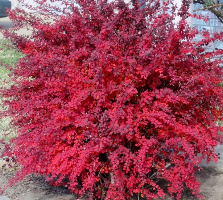 Barberry Thunberg