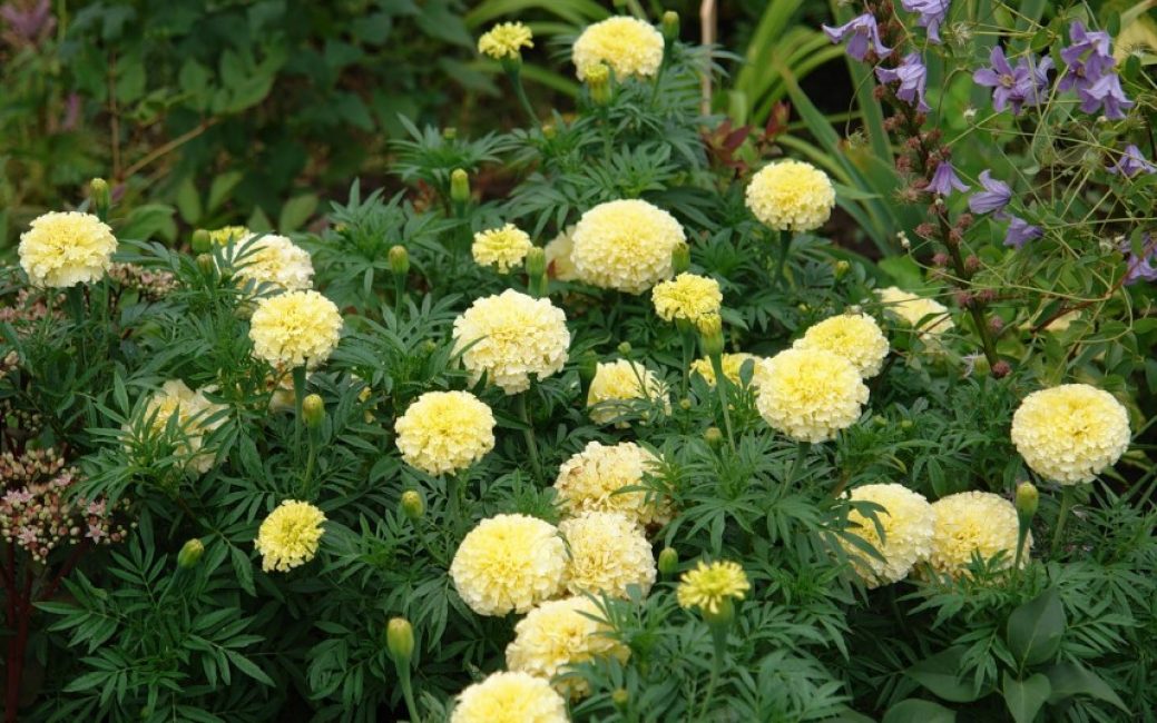 Marigolds of Kilimanjaro