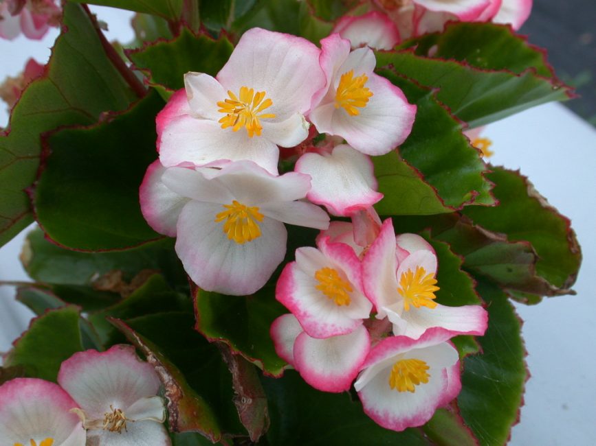 Begonia everblooming Lucenets F1