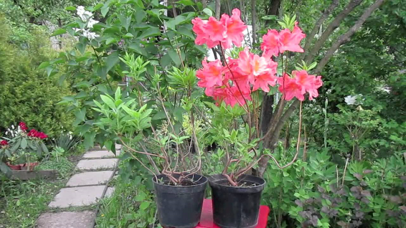 Les plants d'azalée sont vendus dans des conteneurs dans les jardineries et les pépinières.