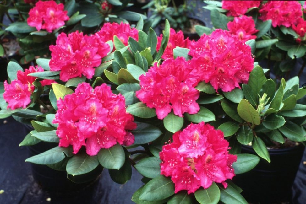 Rhododendrons hybrides - les plus populaires dans les jardins d'ornement