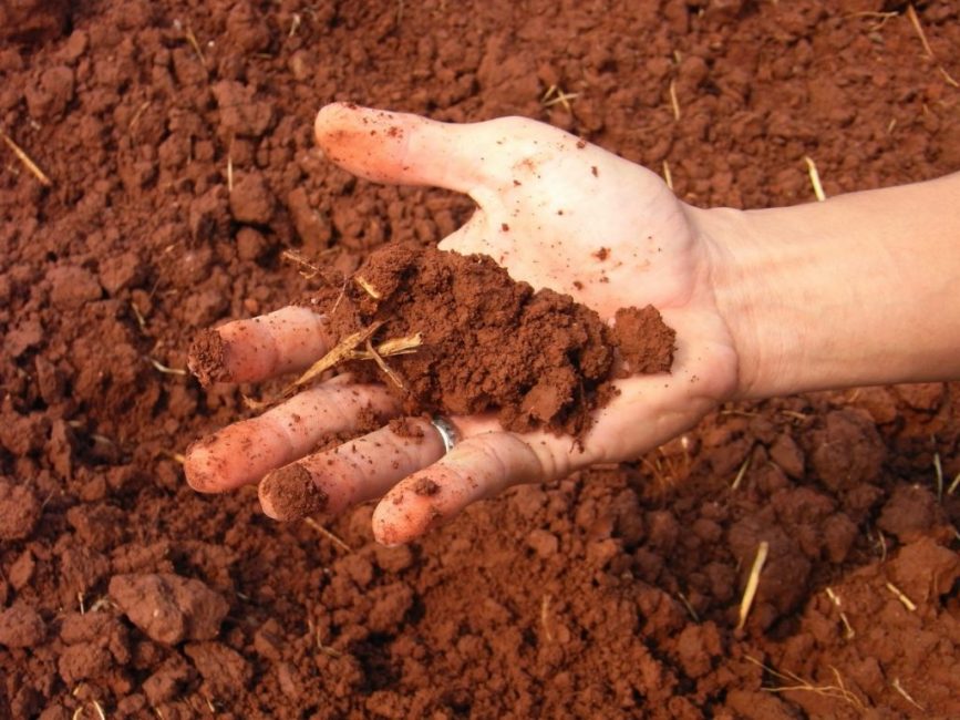 Clay soil