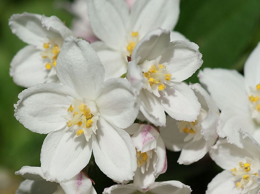 grandiflora العمل