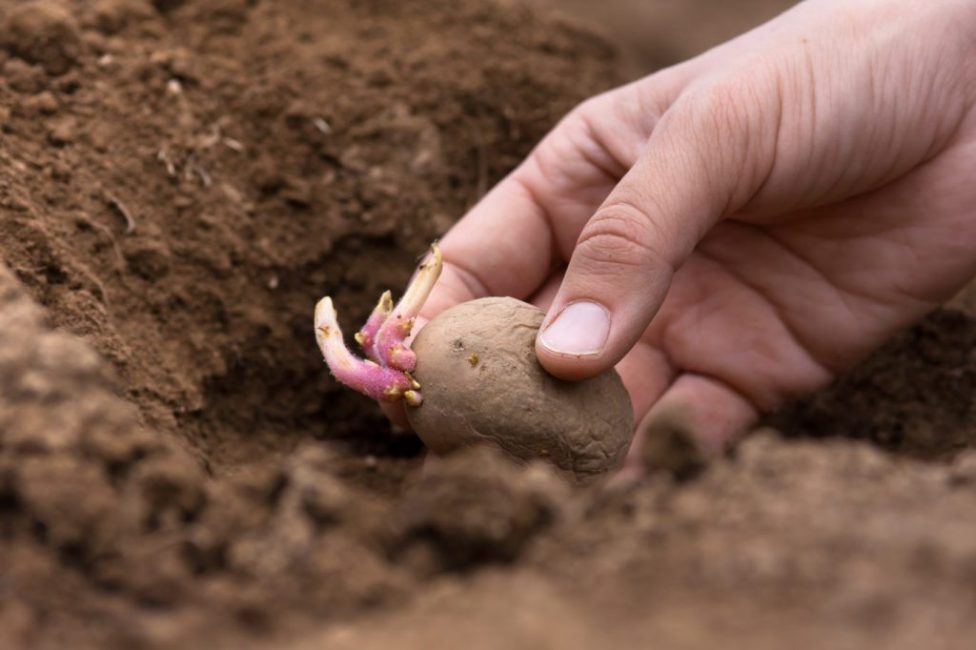 There are several ways to add superphosphate to the soil before planting potatoes.