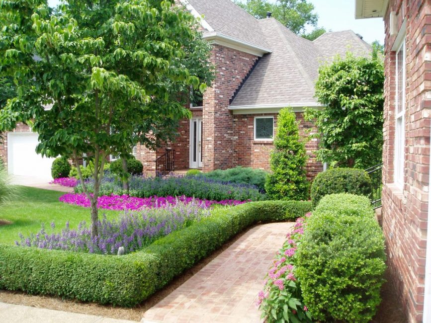 boxwood hedge