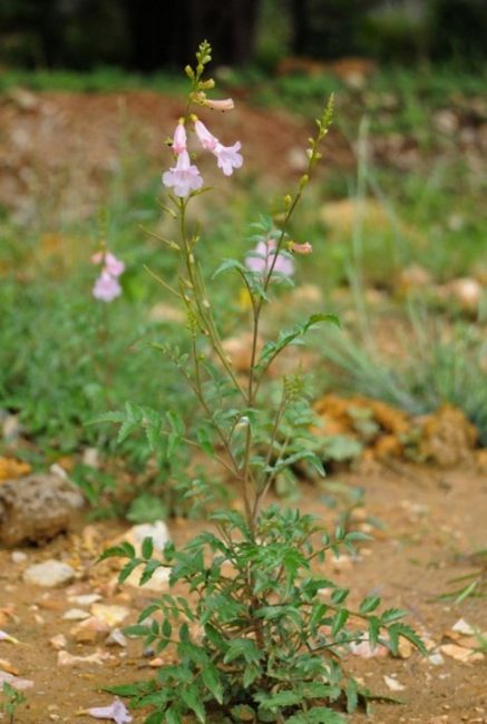 Incarvillea sinensis ، العرض الأصلي