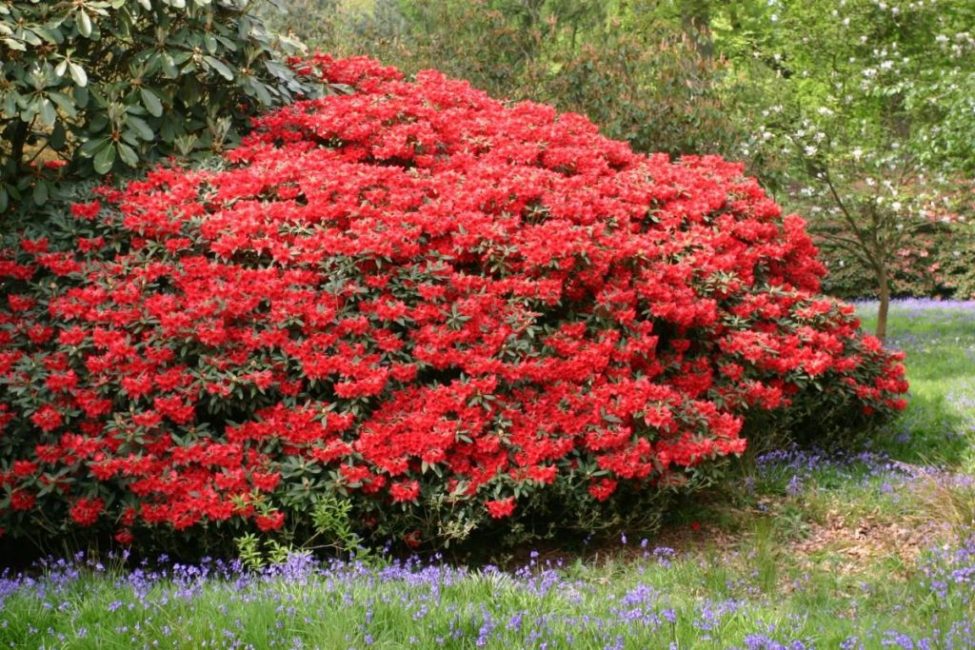 Beau rhododendron - le résultat de soins appropriés