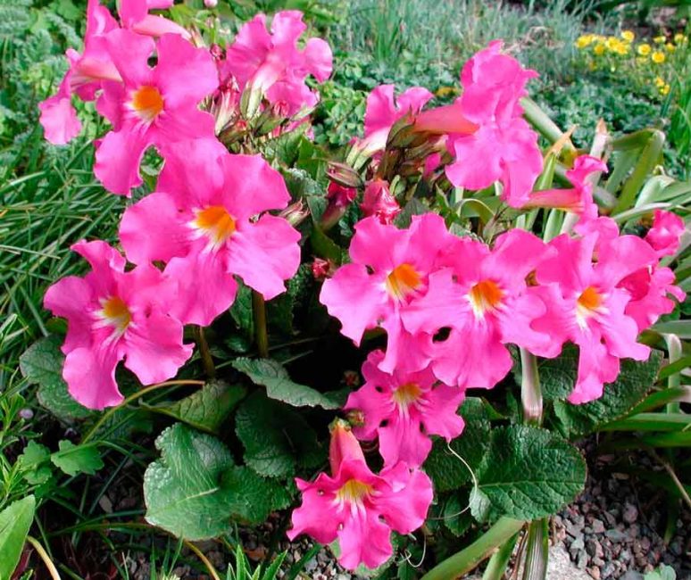 Delaway incarvillea bush