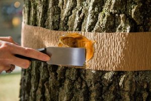 Hunting belt for fruit trees from garden pests: description, types of belts, DIY making (Photo & Video) + Reviews