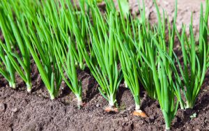 Onion - a plant with a spicy taste: description, types, spring planting in the open field and care for it (Photo & Video) + Reviews