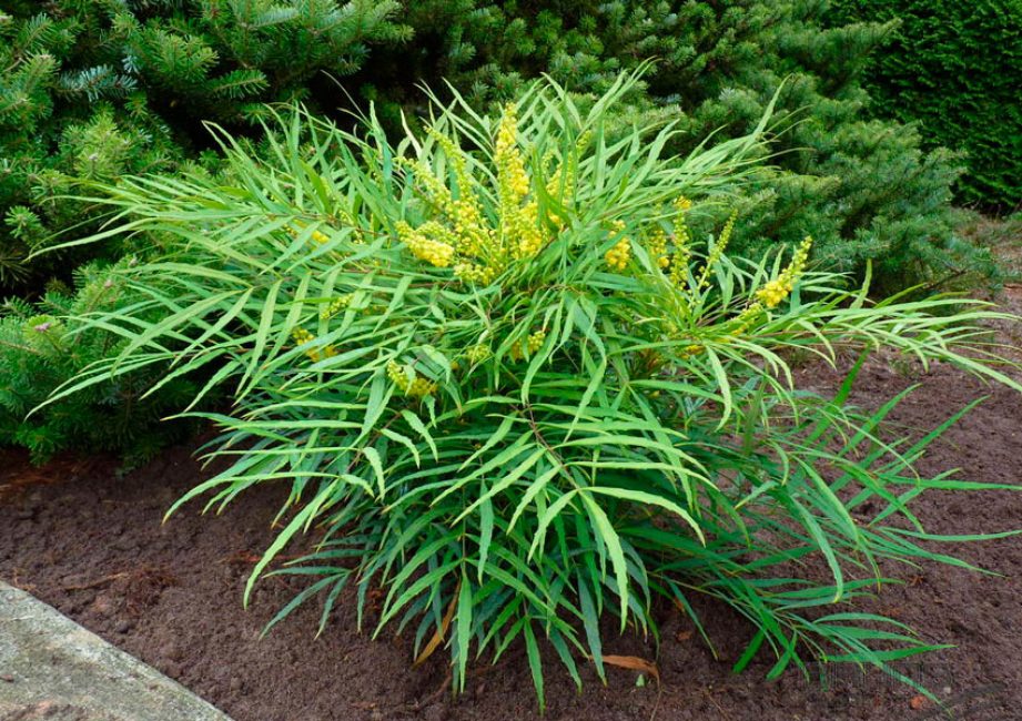 Mahonia bract Soft Caress في الحديقة الأمامية