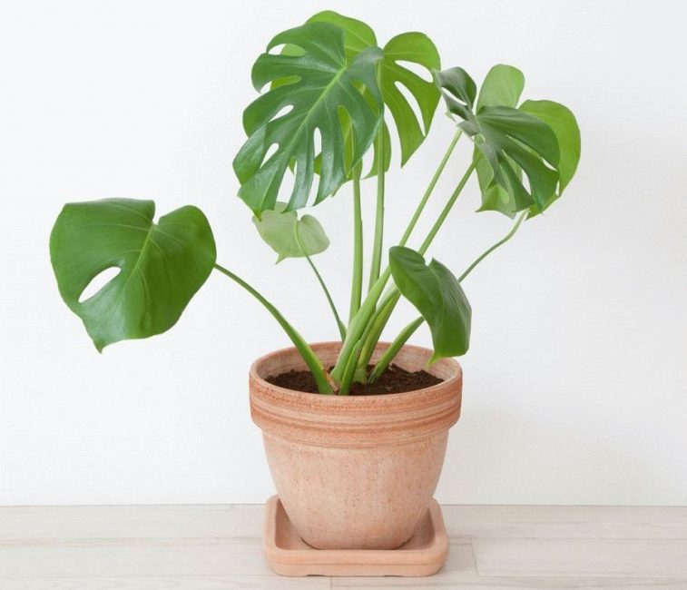 Monstera σε μια γλάστρα