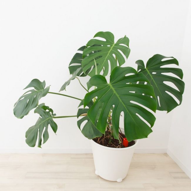 Το Monstera έχει μια ασυνήθιστη εμφάνιση