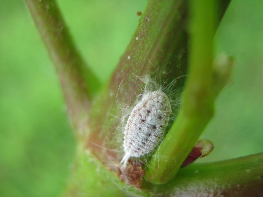 Cochenille