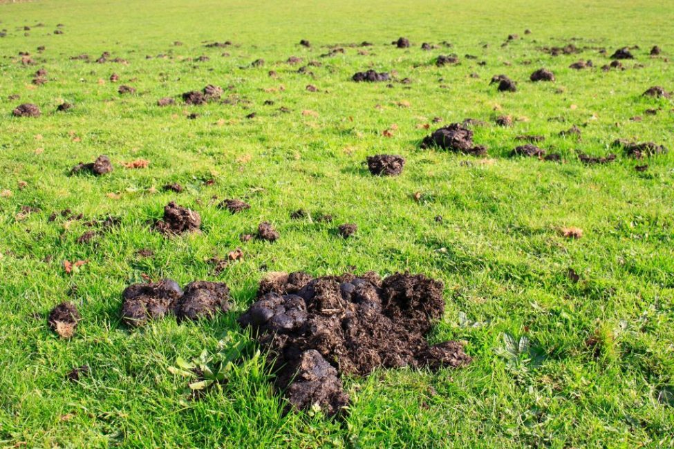 Manure in the fields