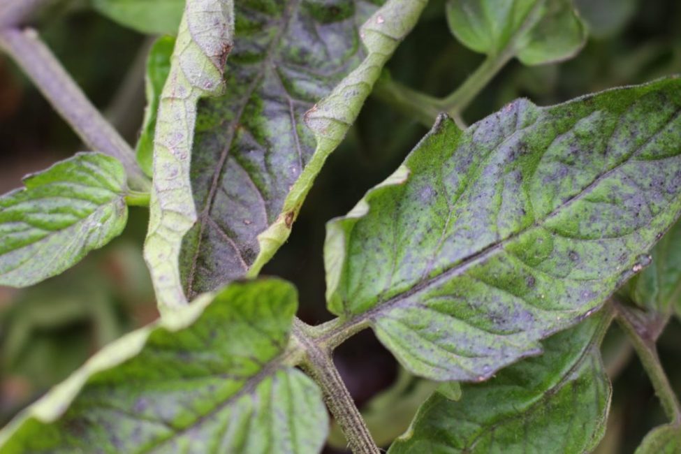 Phosphorus deficiency in tomatoes