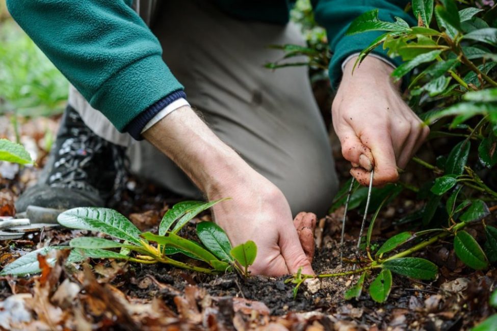 Le moyen le plus simple de propager le rhododendron