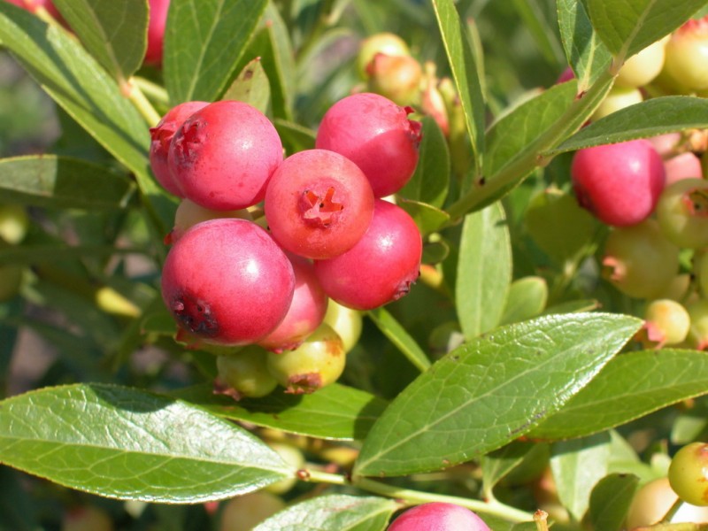 Limonade rose