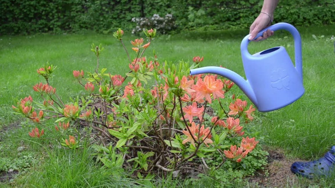 Un arrosage excessif nuit à la plante