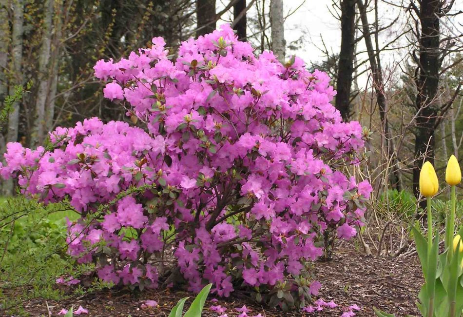 Le printemps et l'automne sont les meilleurs moments pour planter une plante