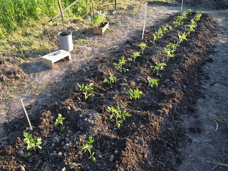 Planting plants without the use of fences