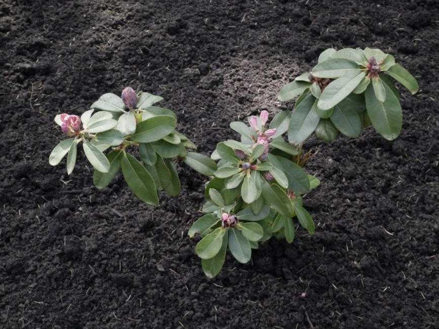 Fertiliser le sol avant de planter