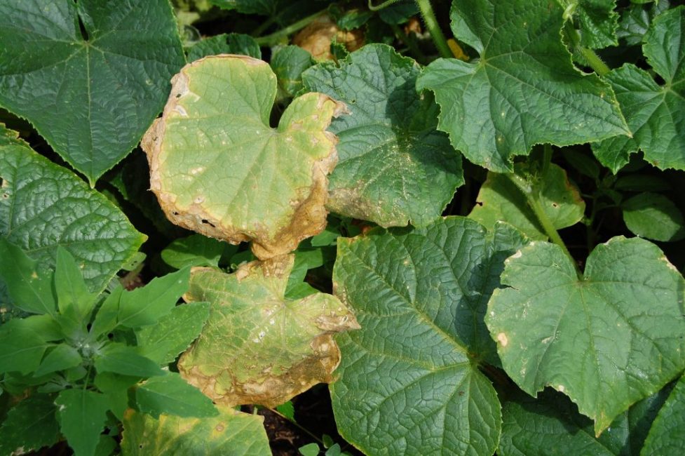 Signs of lack of fertilizer in cucumbers