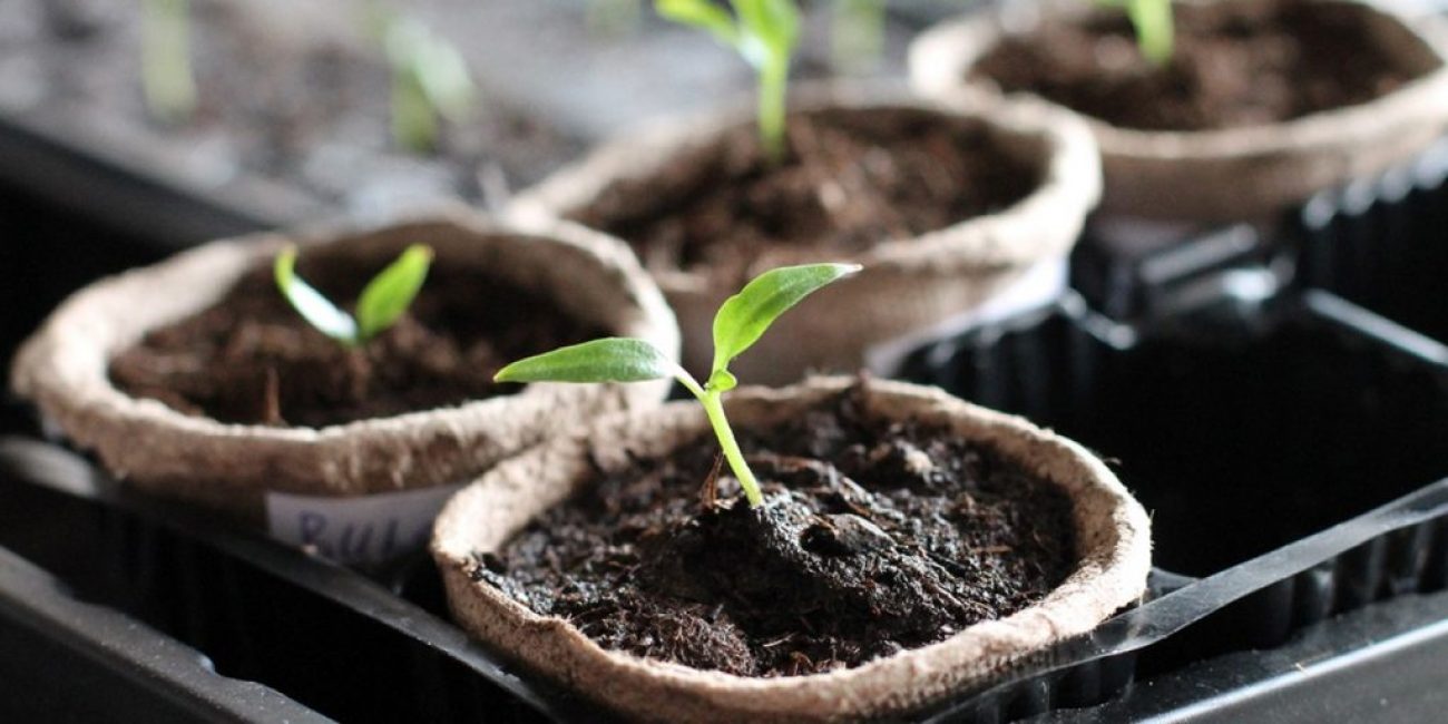 Seedlings of cucumbers in peat pots filled with soil mixture with superphosphate