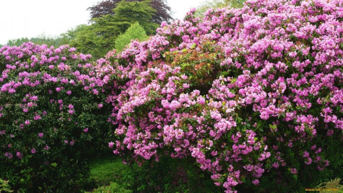 Rhododendron