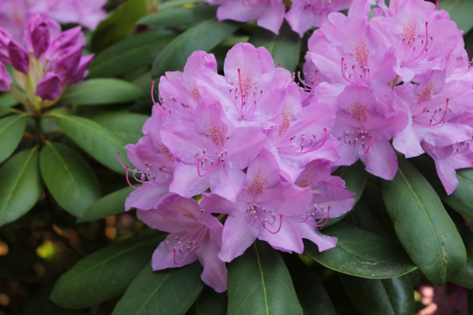 Rhododendron Alfred