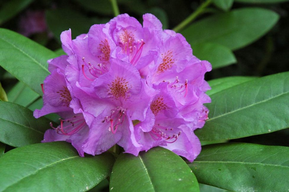 Rhododendron Katevbinsky Grandiflorum