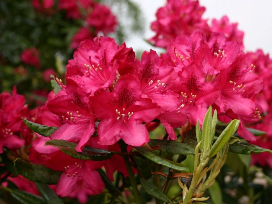 Rhododendron Nova Zembla