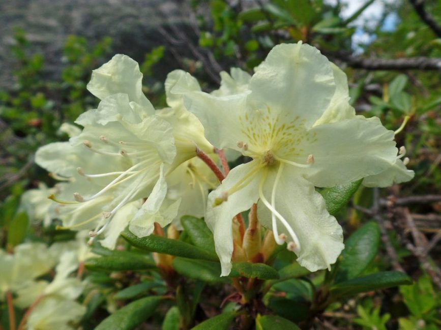 rhododendron doré