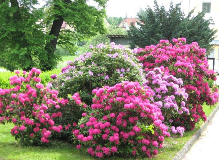 Rhododendron est représenté par une grande diversité d'espèces