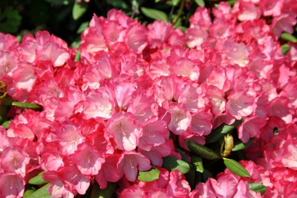 Rhododendron Yakushiman