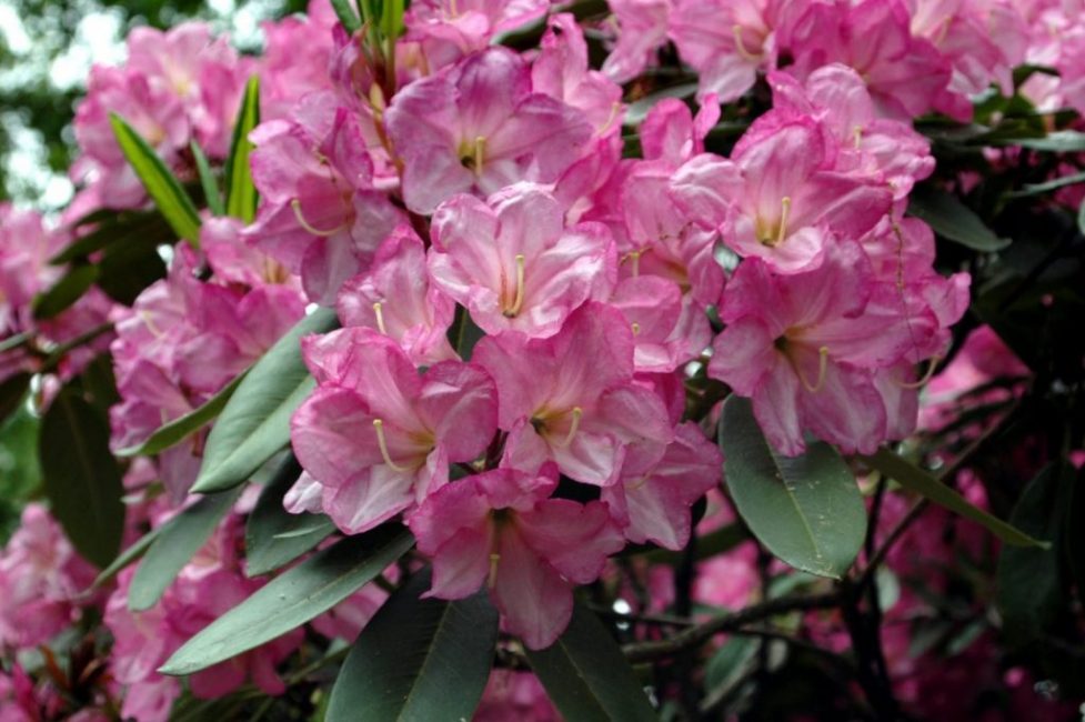 rhododendron rose