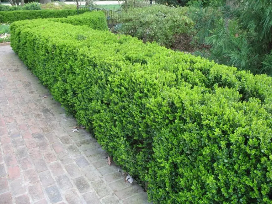 boxwood