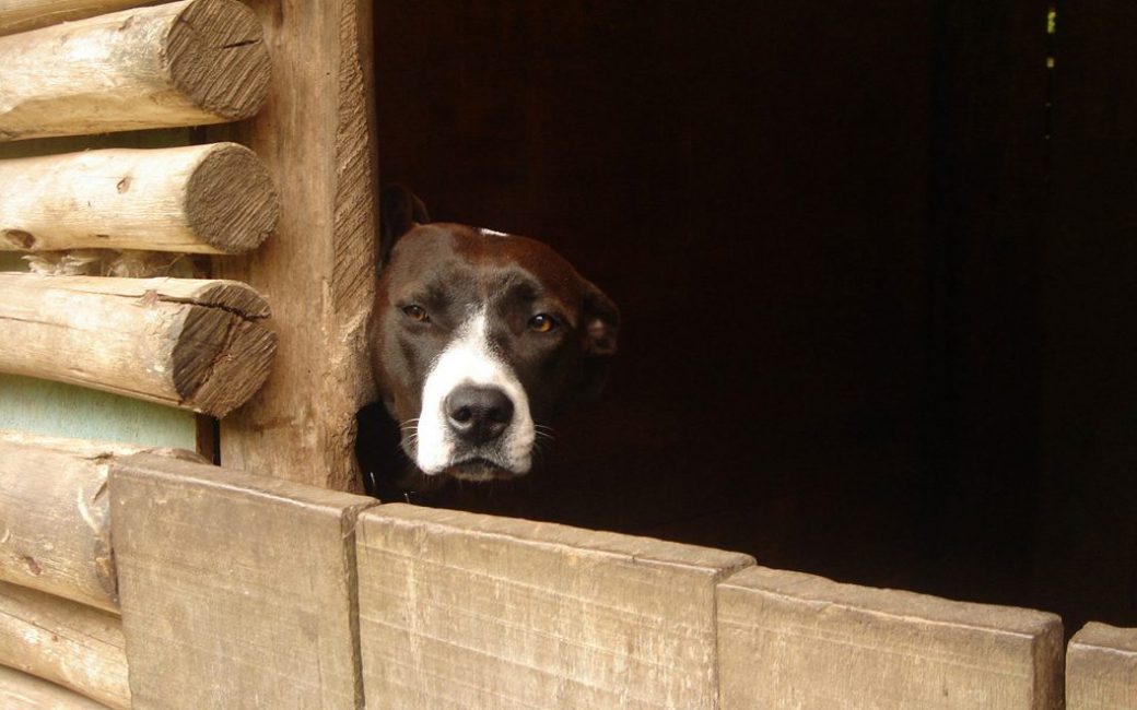 Ahır bir köpek için yer değil