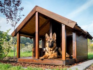 Hoe maak je een hokje voor een hond met je eigen handen: een huis bouwen in de tuin en in het appartement. Tekeningen, afmetingen en originele ideeën (55+ foto