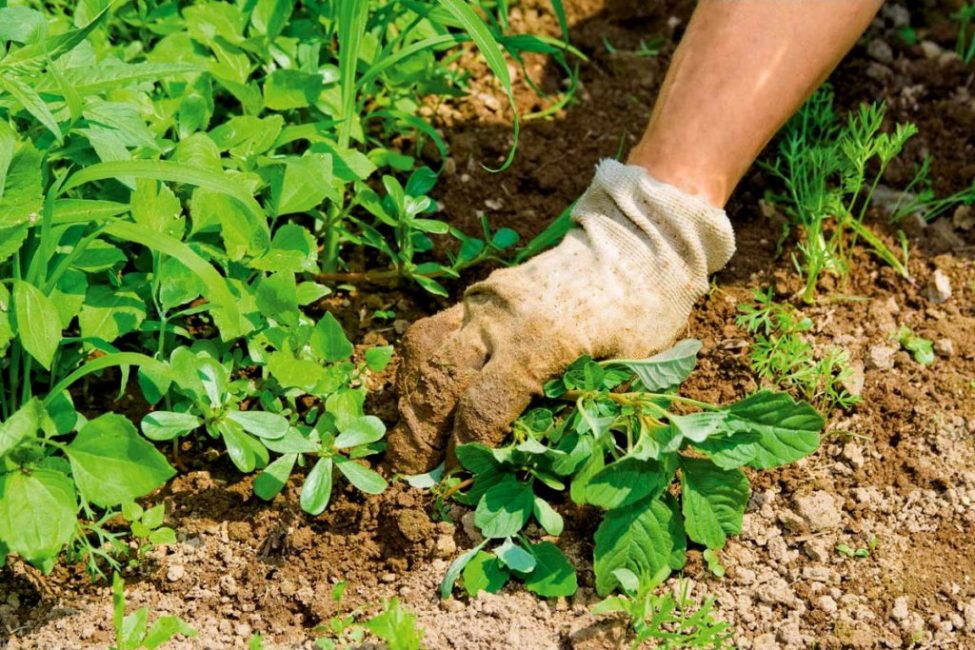 Les mauvaises herbes doivent être arrachées à la main