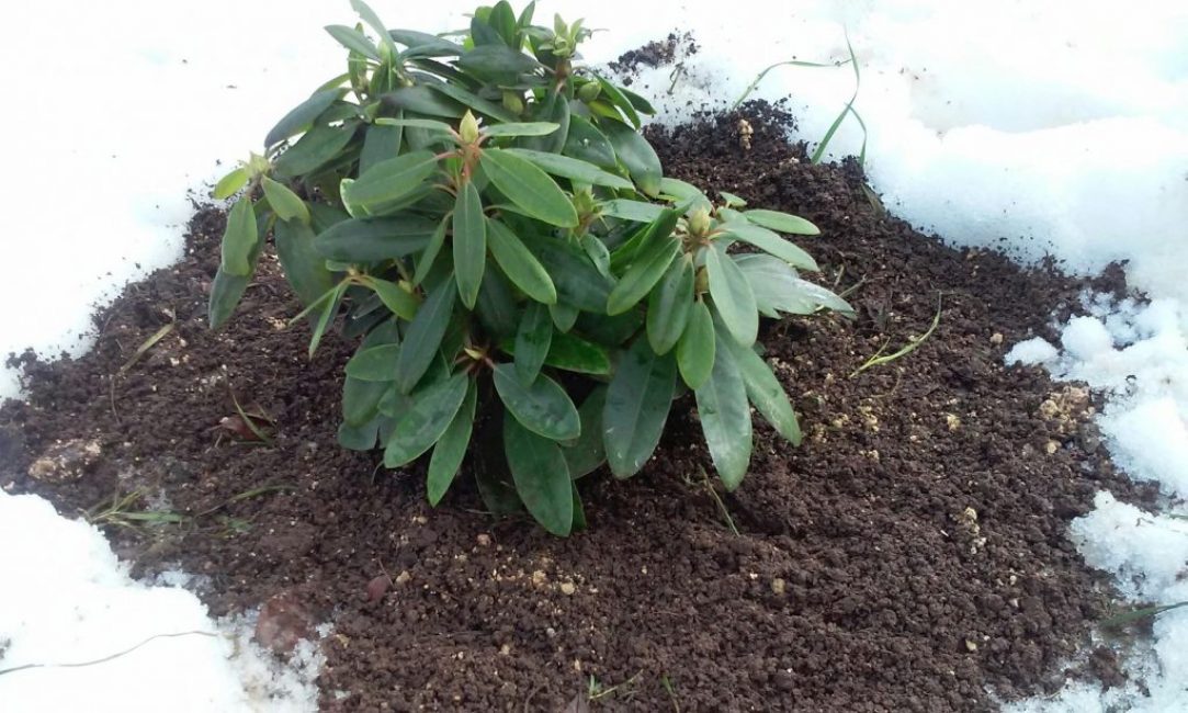 Parmi les rhododendrons, il existe des variétés résistantes au froid