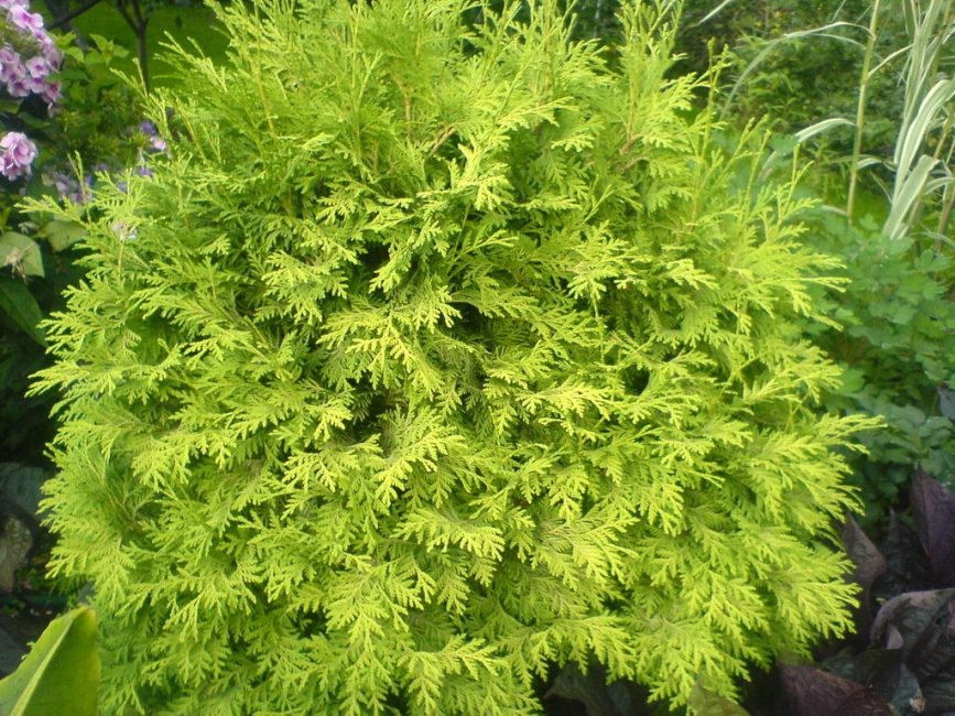 thuja