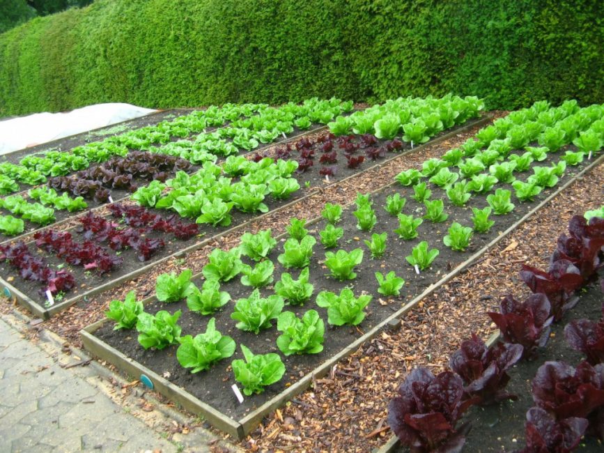 You can decorate the site simply by alternating the shades of the planted crops