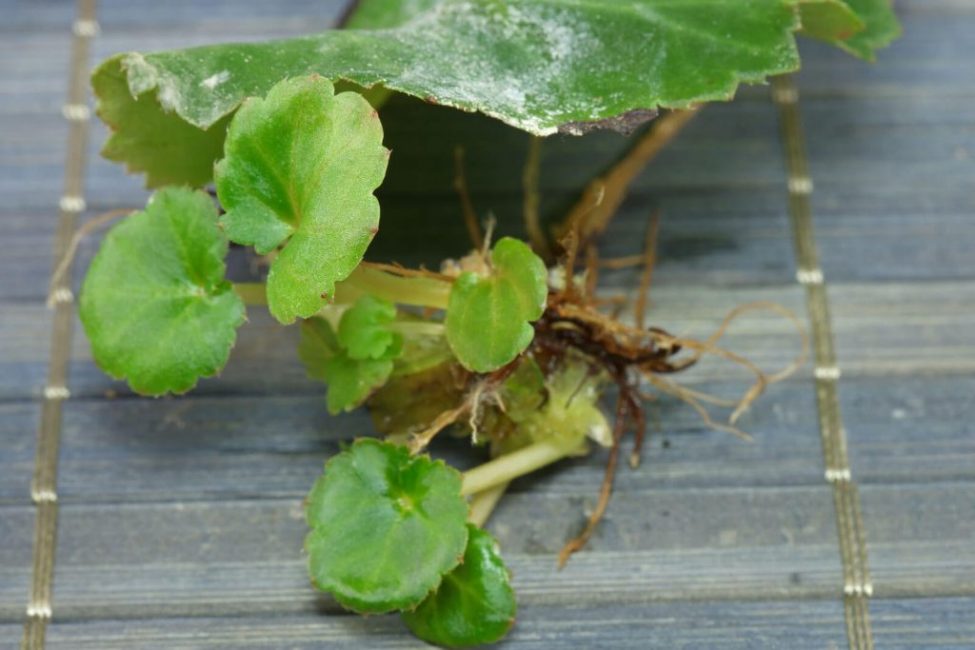 begonia cuttings